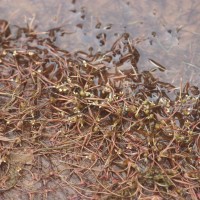 Zeylanidium subulatum (Gardner) C.Cusset